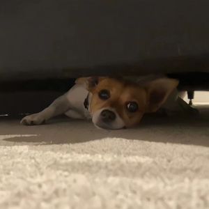 菲律宾黄色录像
