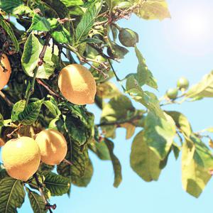 菲律宾黄色录像
